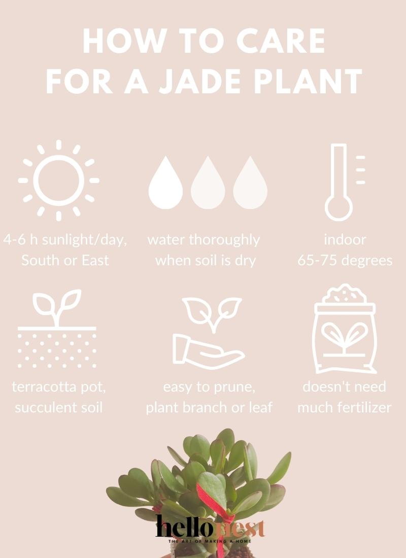 How to Care for a Jade Plant - Hello Nest