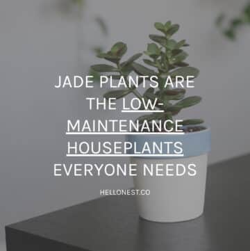 Grow jade plant at home