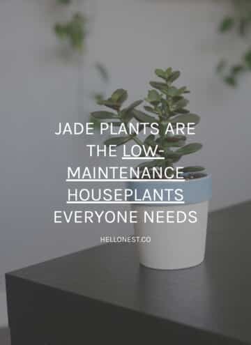 Grow jade plant at home