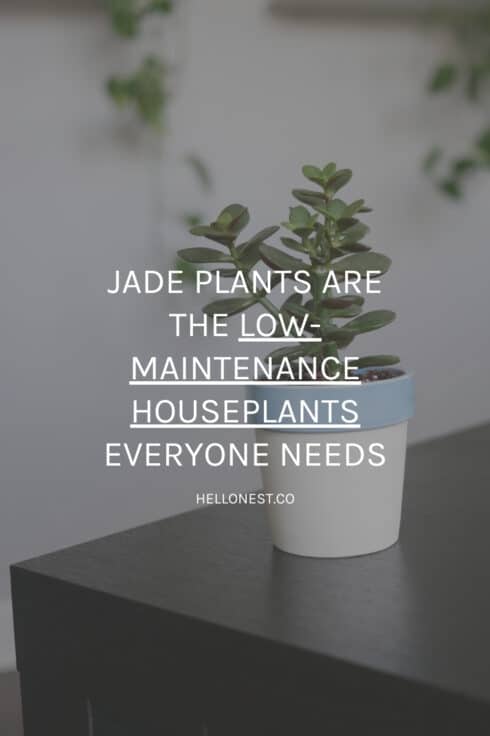 Grow jade plant at home