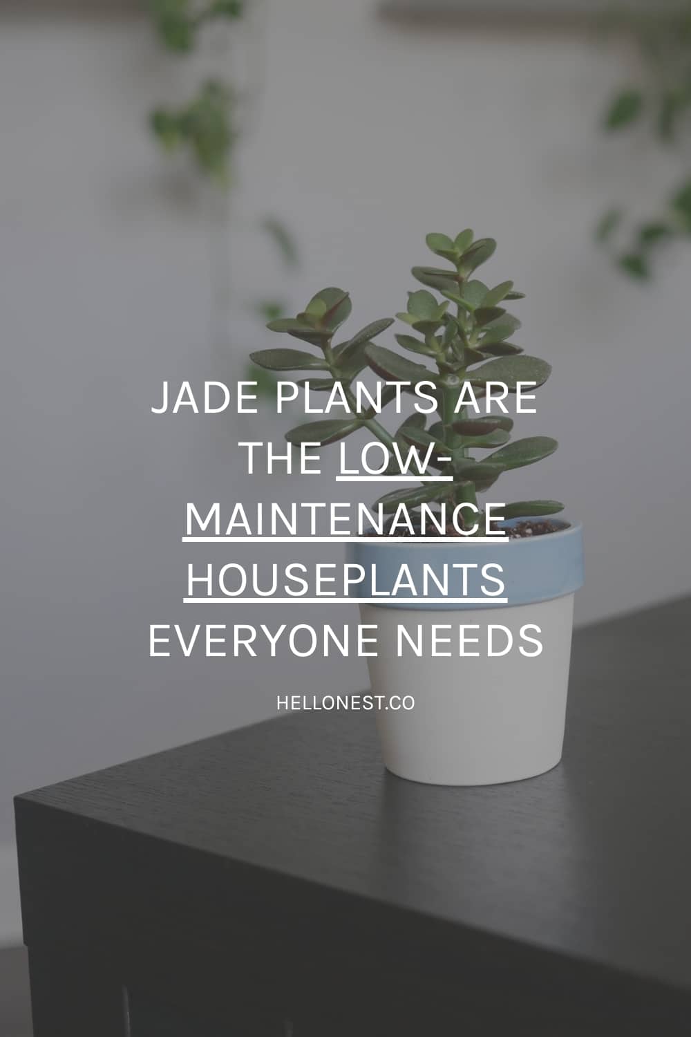 Grow jade plant at home