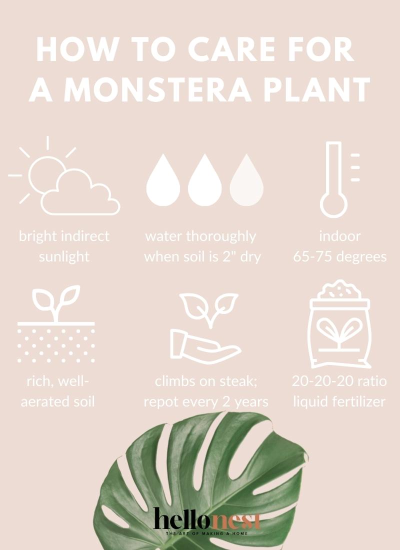 How to Help Your Monstera Plant Thrive - Hello Nest