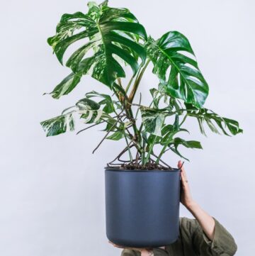 How to Help Your Monstera Plant Thrive - Hello Nest