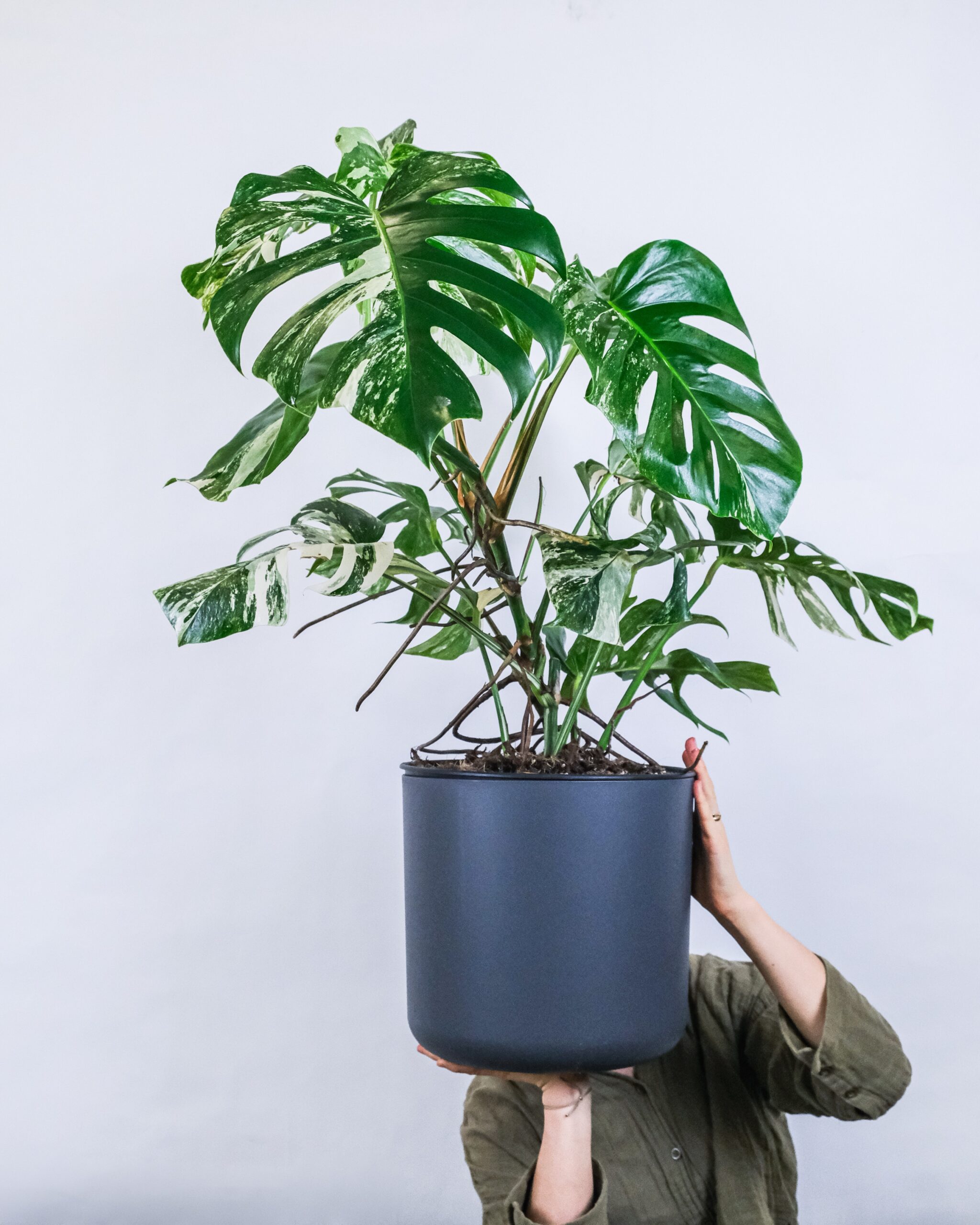 Got a trellis today & did a repot with my monstera deliciosa! Did