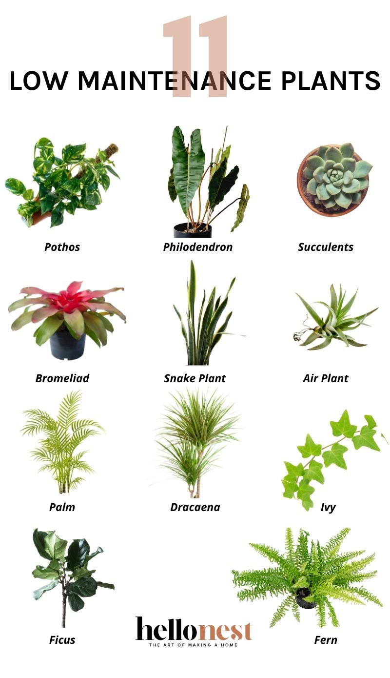 11 Low Maintenance Houseplants Even You Can T Kill Hello Nest   Low Maintenance Plants 