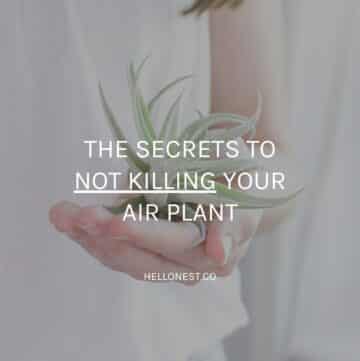 How to care for air plants