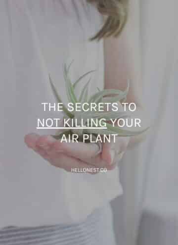 How to care for air plants