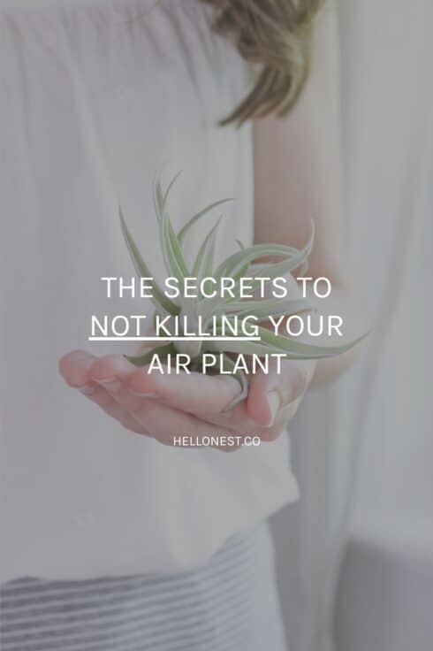 How to care for air plants