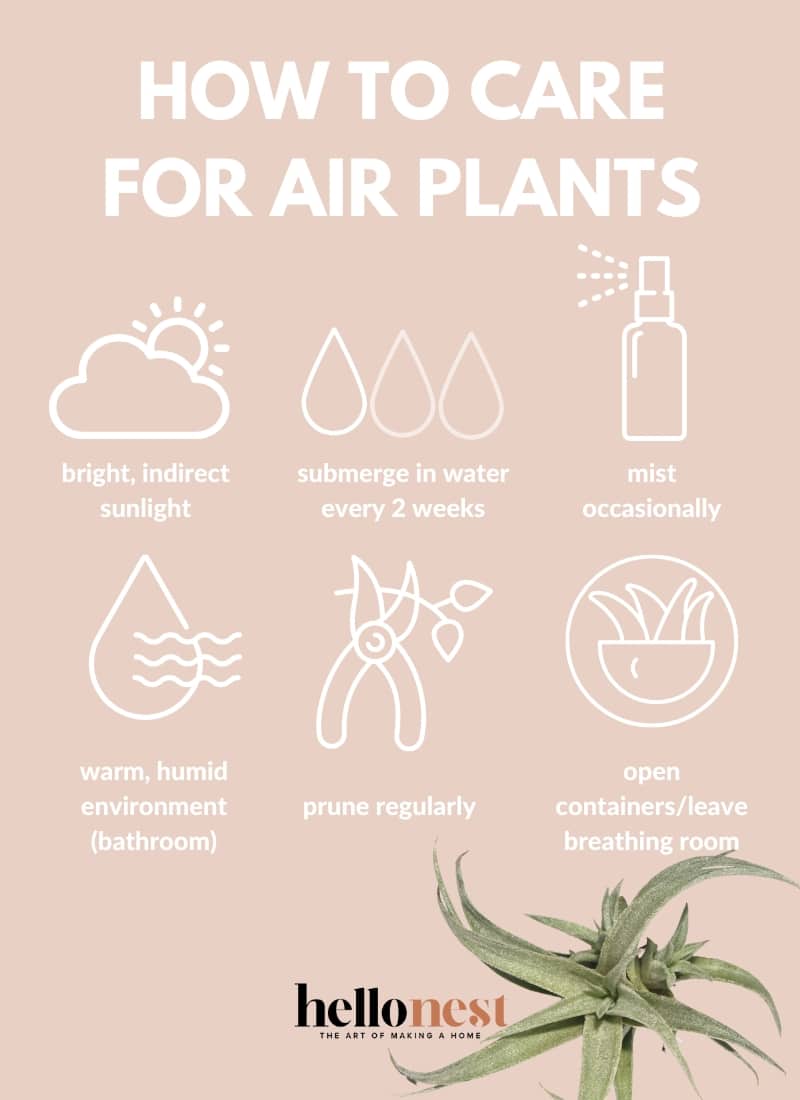 How to care for air plants