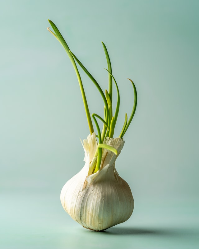 How to grow garlic and what to do with spring scapes