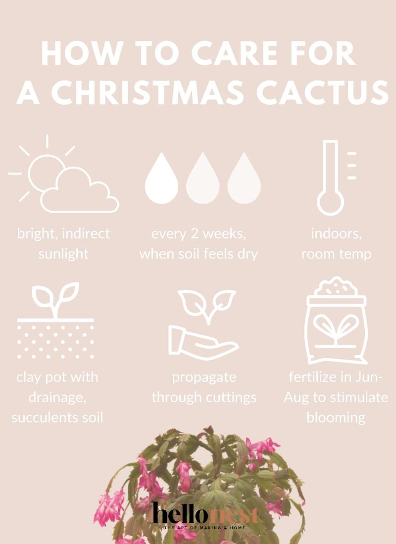 How to care for a Christmas cactus - Hello Nest