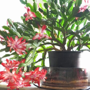 Christmas Cactus Care - Hello Nest