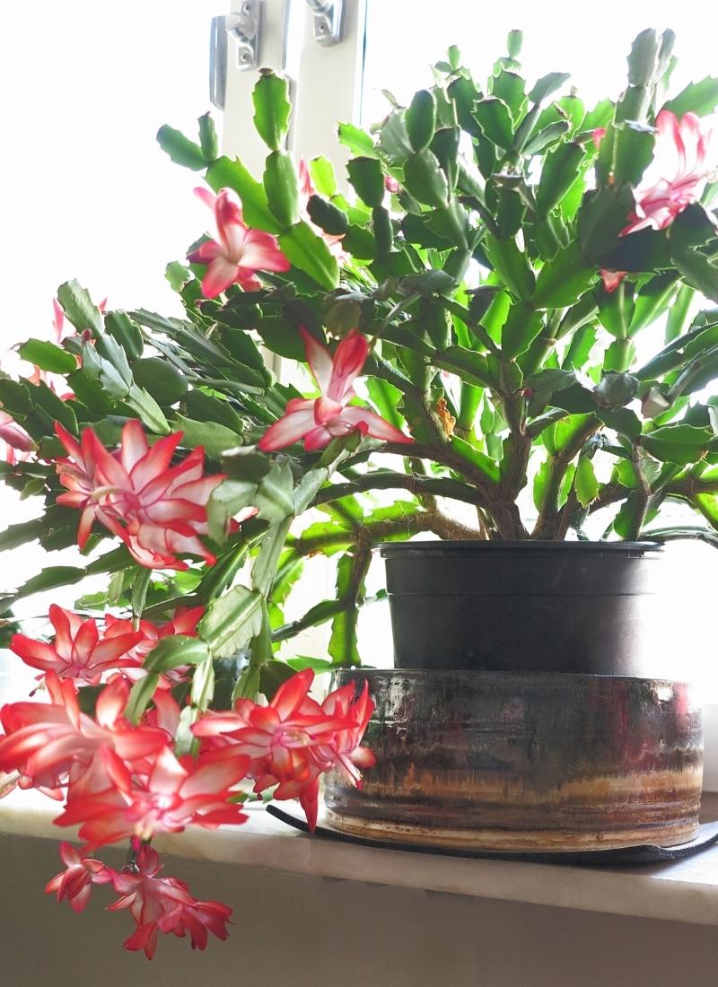 Christmas Cactus: How To Care For a Christmas Cactus Houseplant