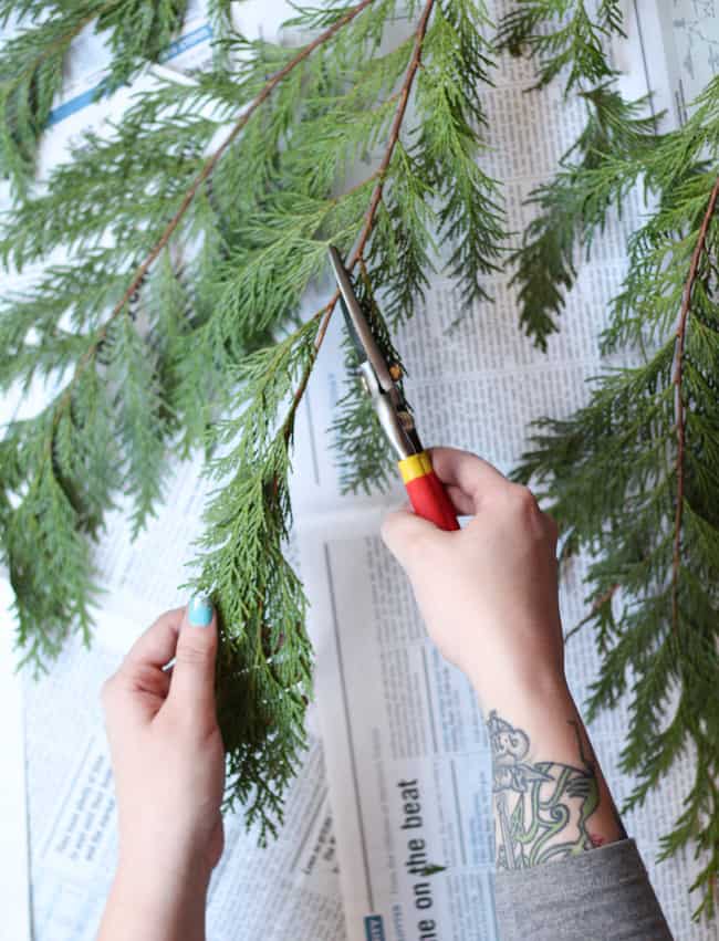 Trim fresh greenery for making wreath