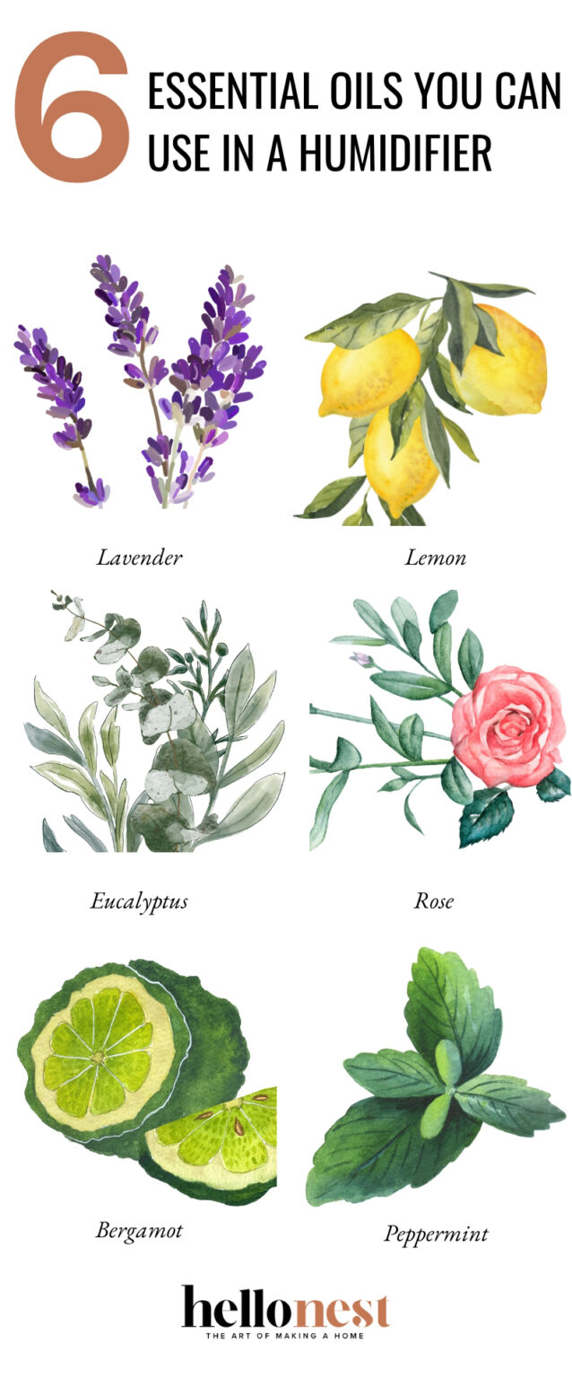 How to Use Essential Oils in Humidifiers Hello Nest