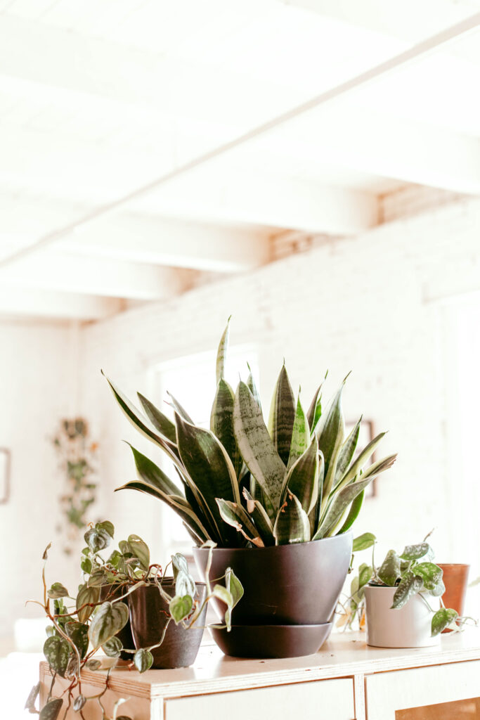 Must-Have Plants, Essential Oils + Crystals For A Productive Home Office