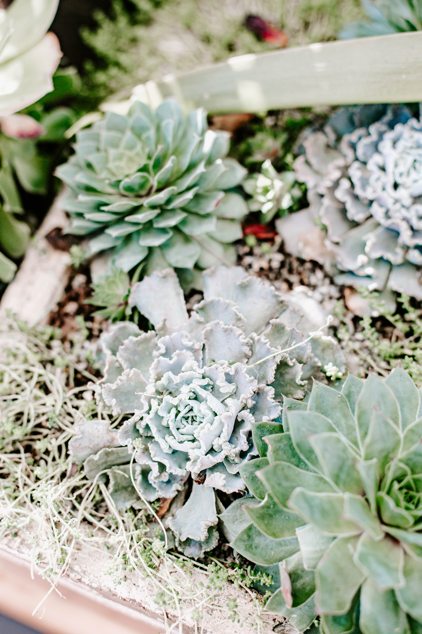 The best succulents + how to care for them