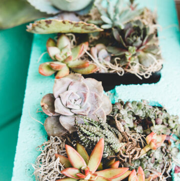 How to plant a succulent garden + the best succulents to grow