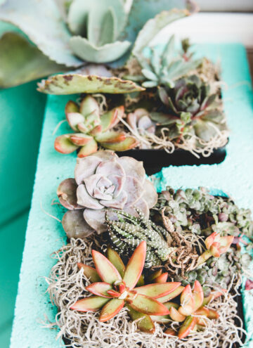 How to plant a succulent garden + the best succulents to grow