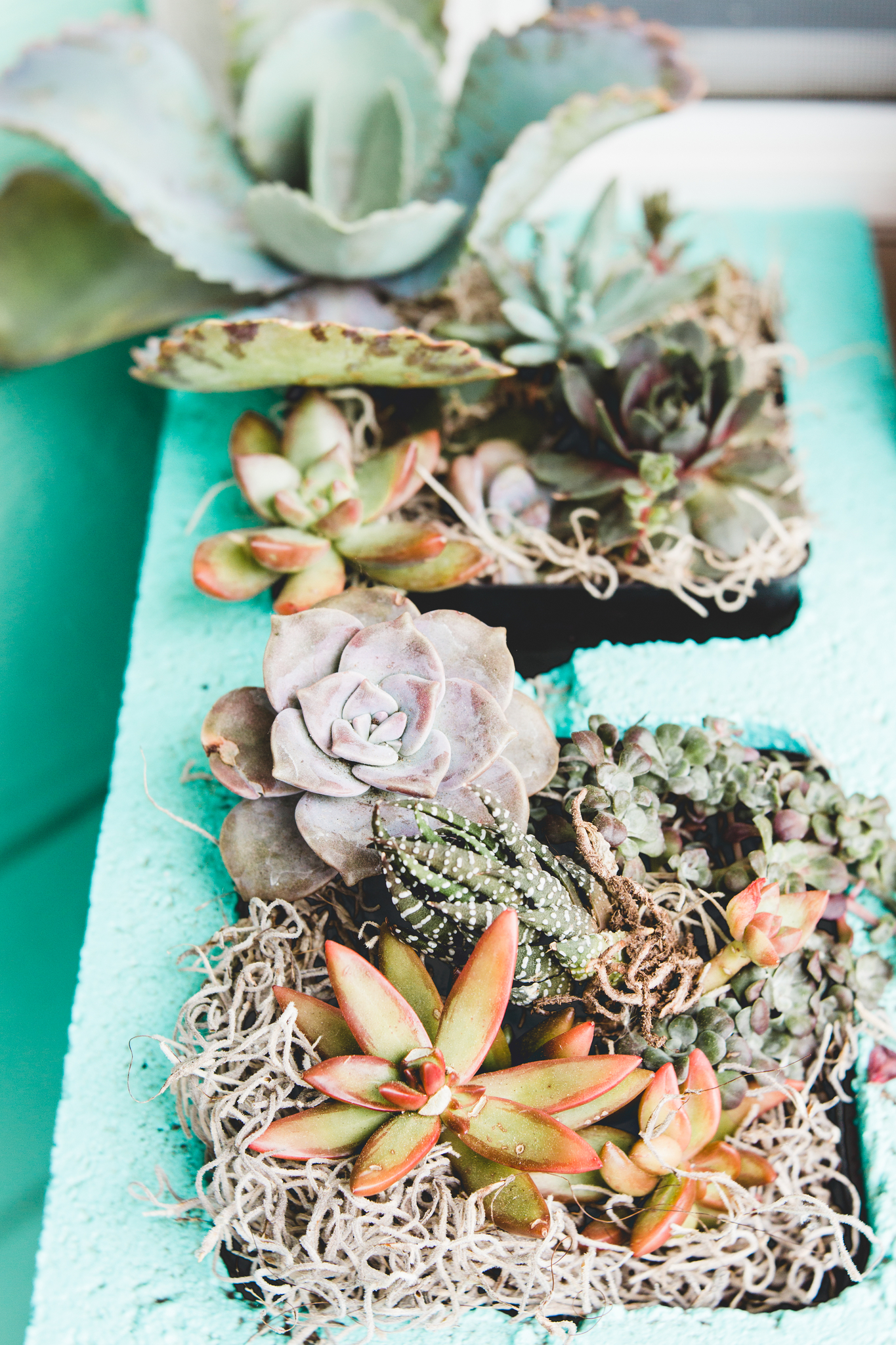 How to plant a succulent garden + the best succulents to grow