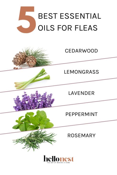 Image showcasing The Best Essential Oils to Get Rid of Fleas | Hello Nest