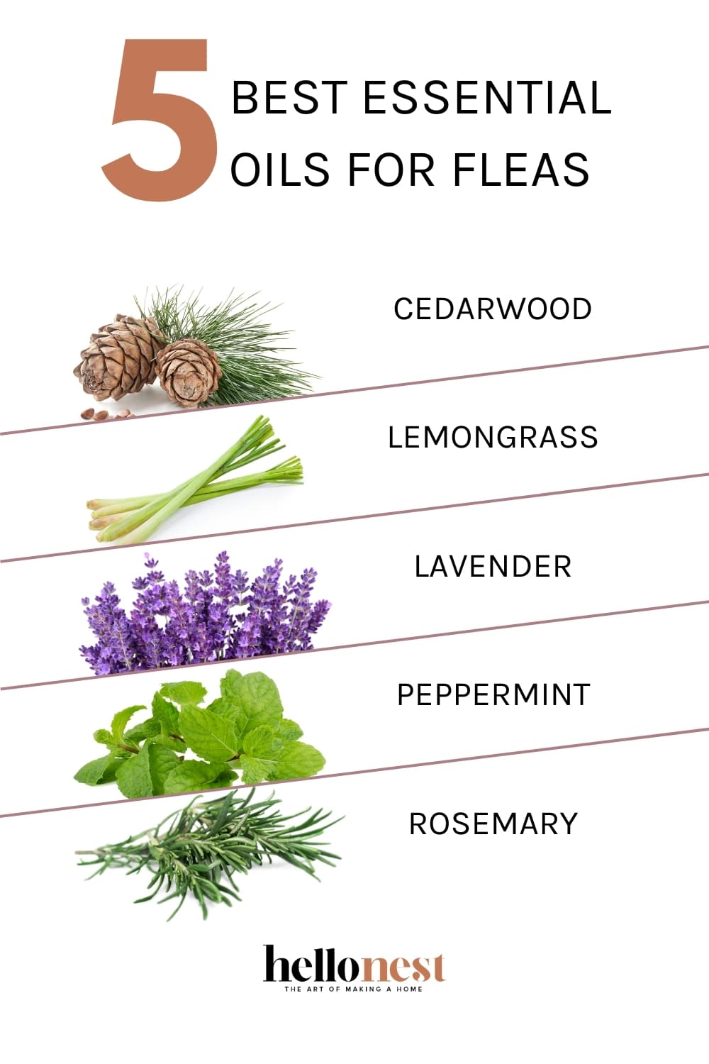 The Best essential oils for fleas