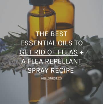 Best essential oils for fleas