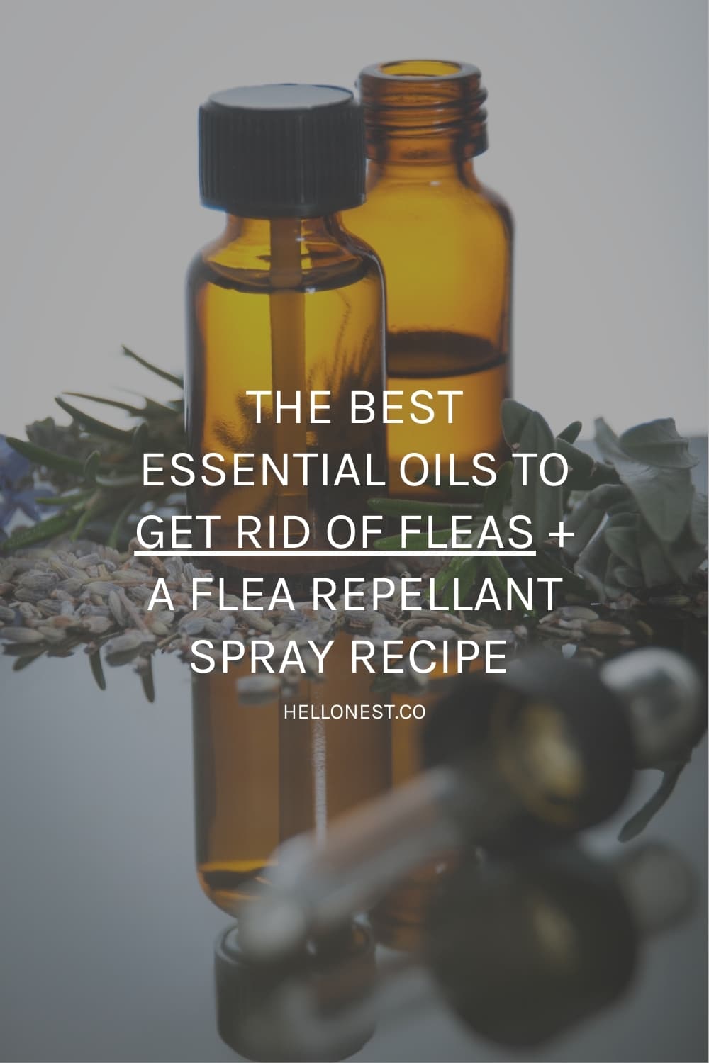 Best essential oils for fleas