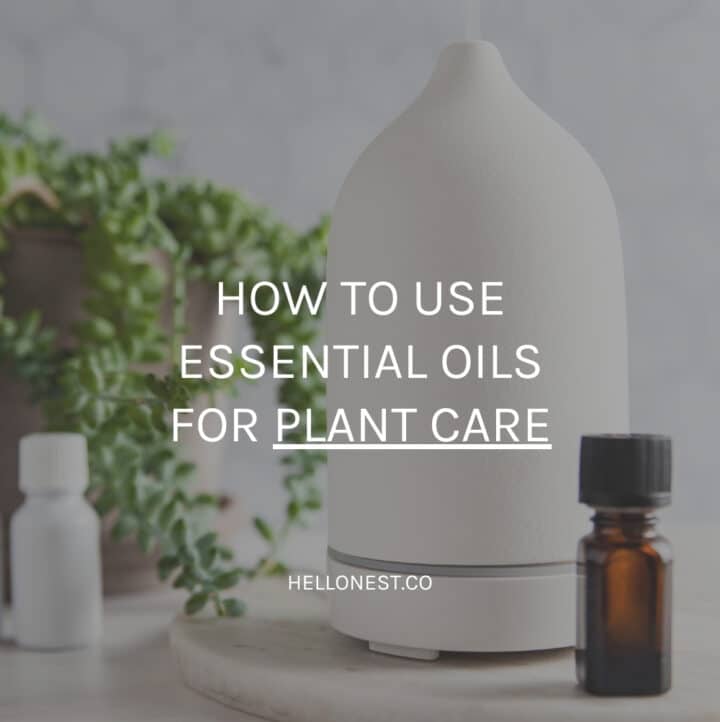 essential oils for plants