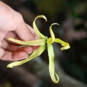 ylang ylang essential oil